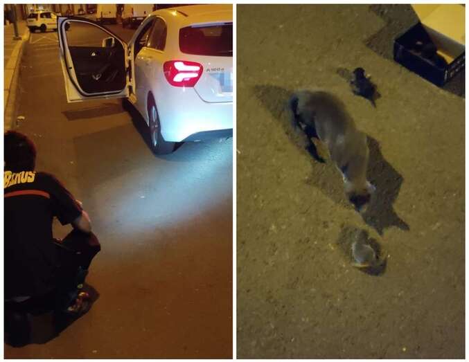 Imágenes del suceso captadas por la Policía Local de la capital grancanaria/PLLPGC.